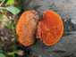 Cinóbertapló (Pycnoporus cinnabarinus), Budai-hegység